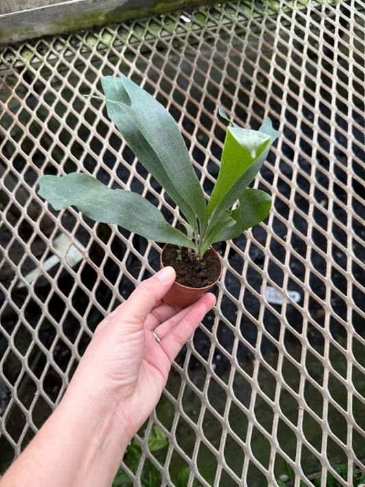 Platycerium ‘staghorn fern’