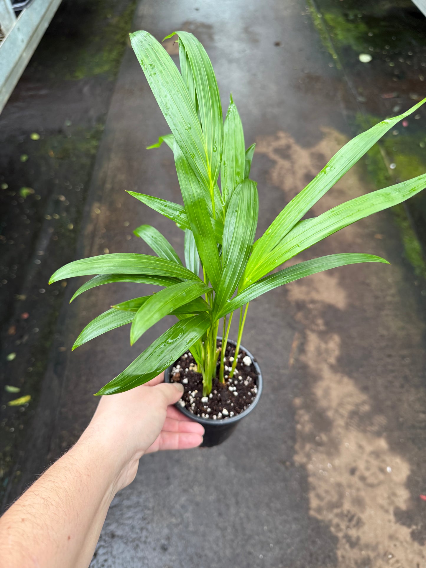 Areca Palm