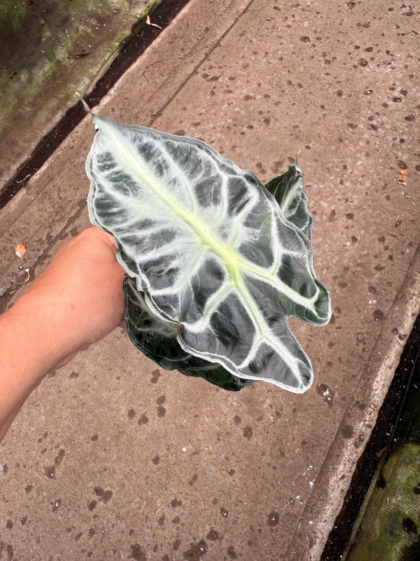 Alocasia 'Venom'
