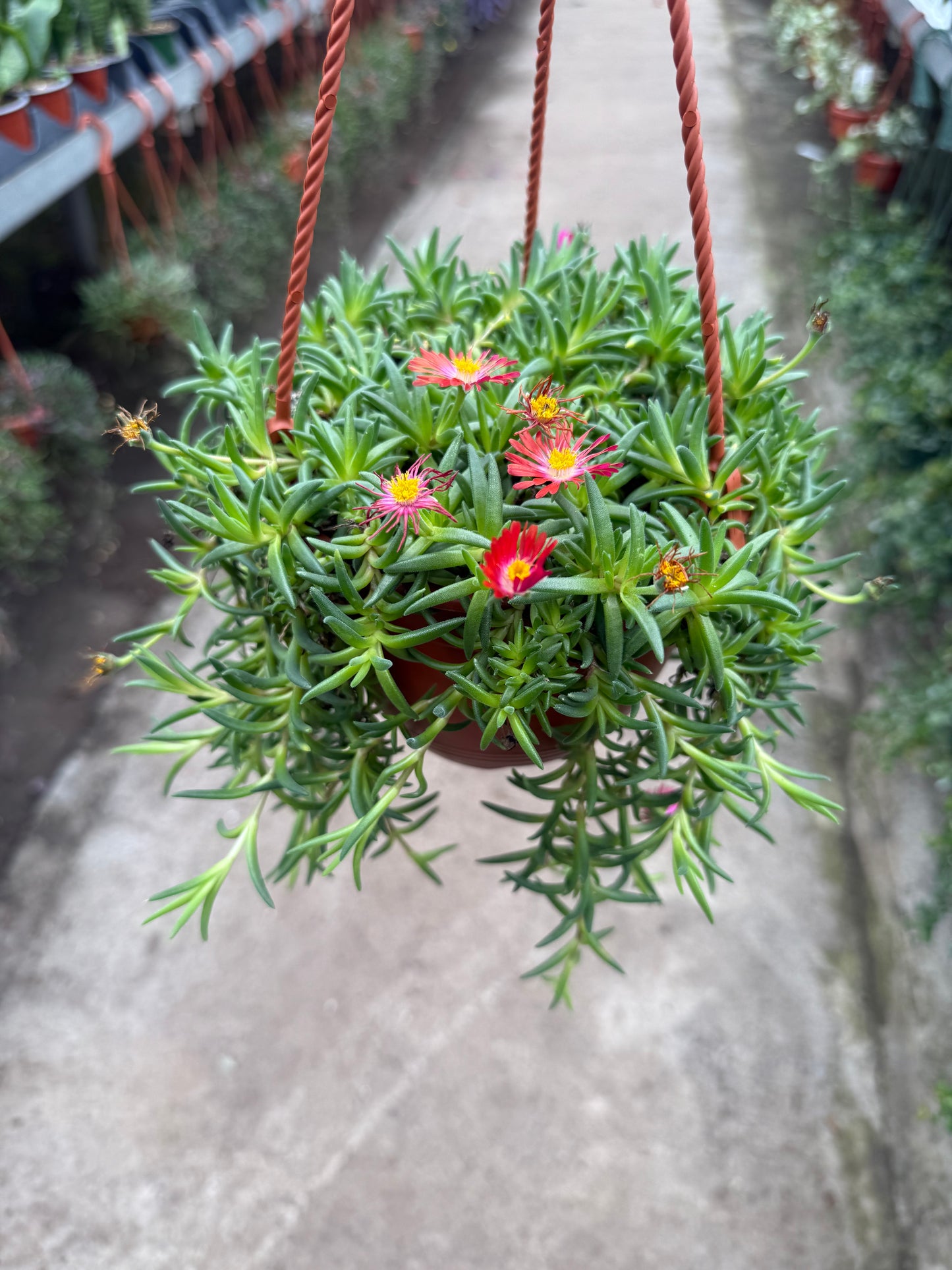 Delosperma Cooperi