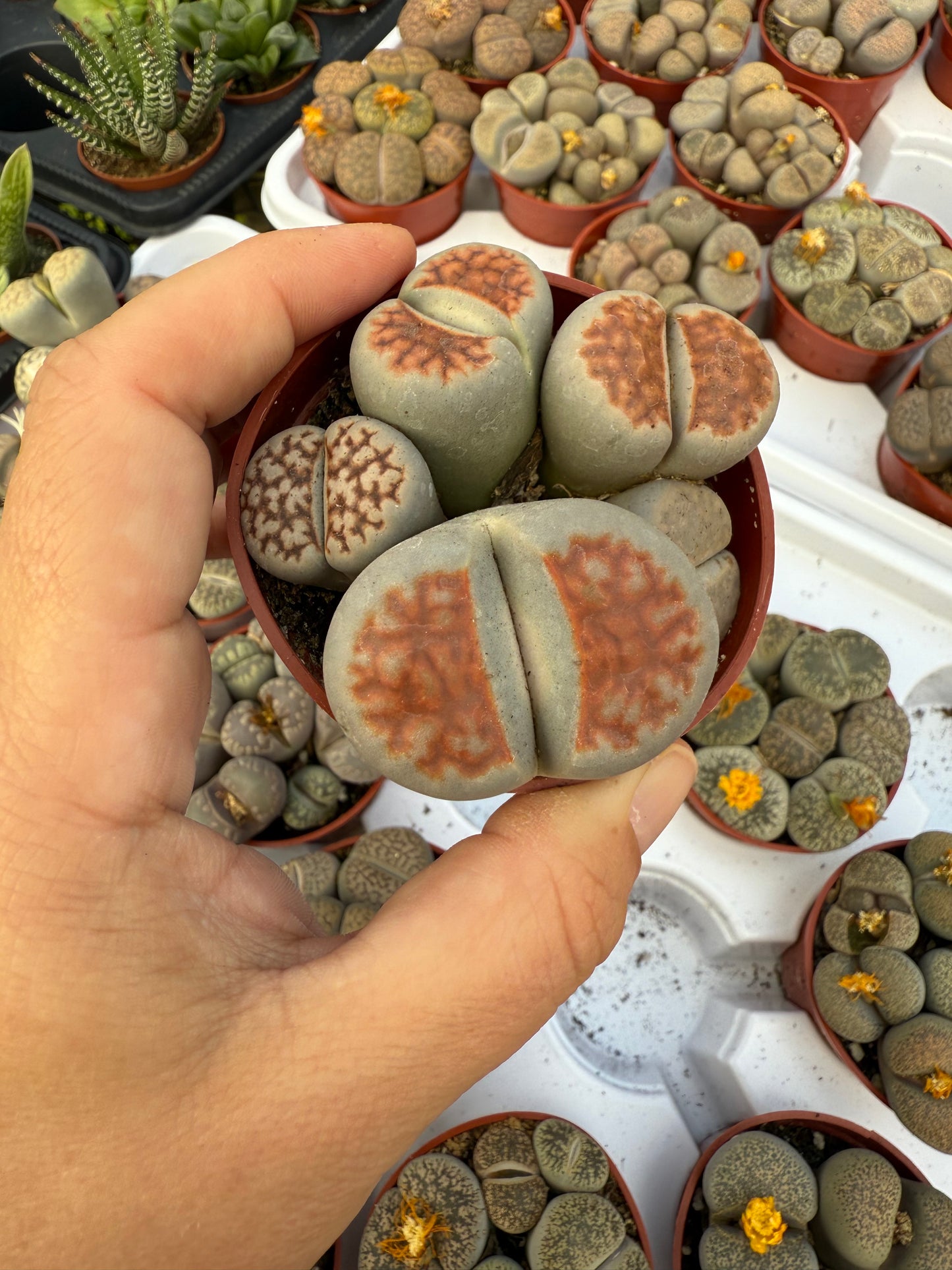 Lithops