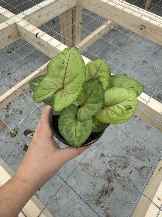 Syngonium ‘Pink Allusion’