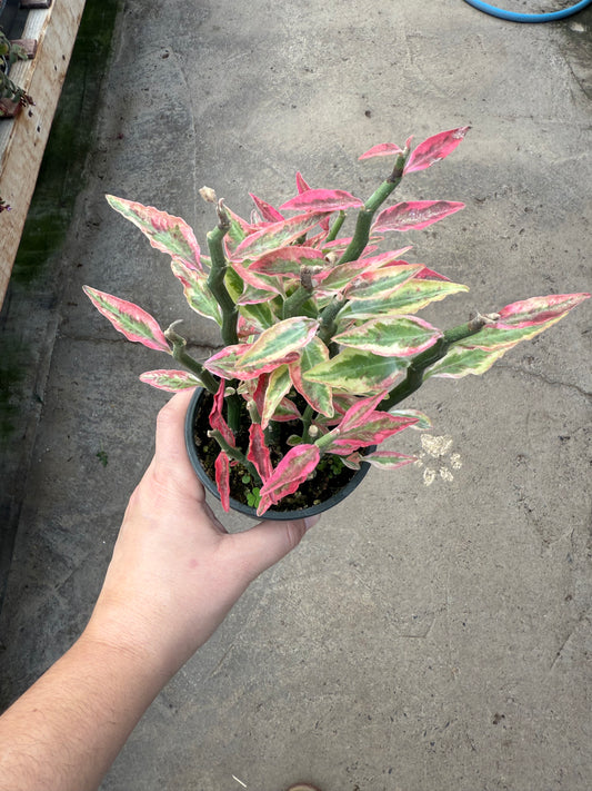 Seashell Devils Backbone