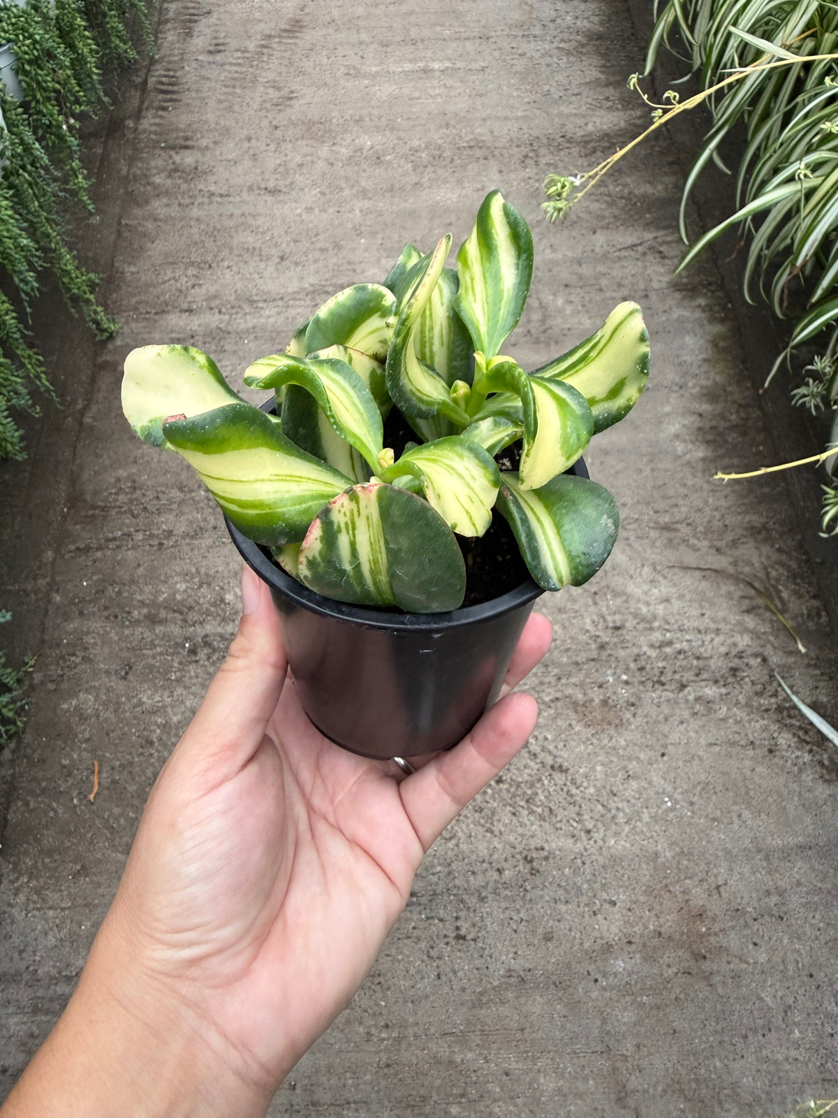Crassula Jade « Rainbow »