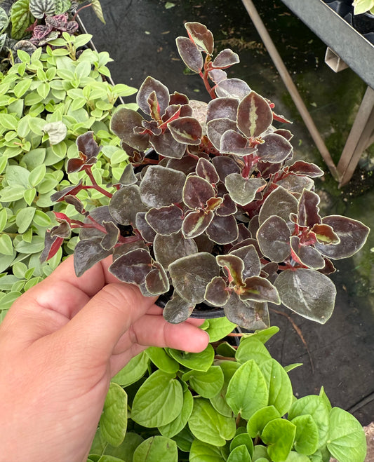 Peperomia Metallica ‘Columbiana’