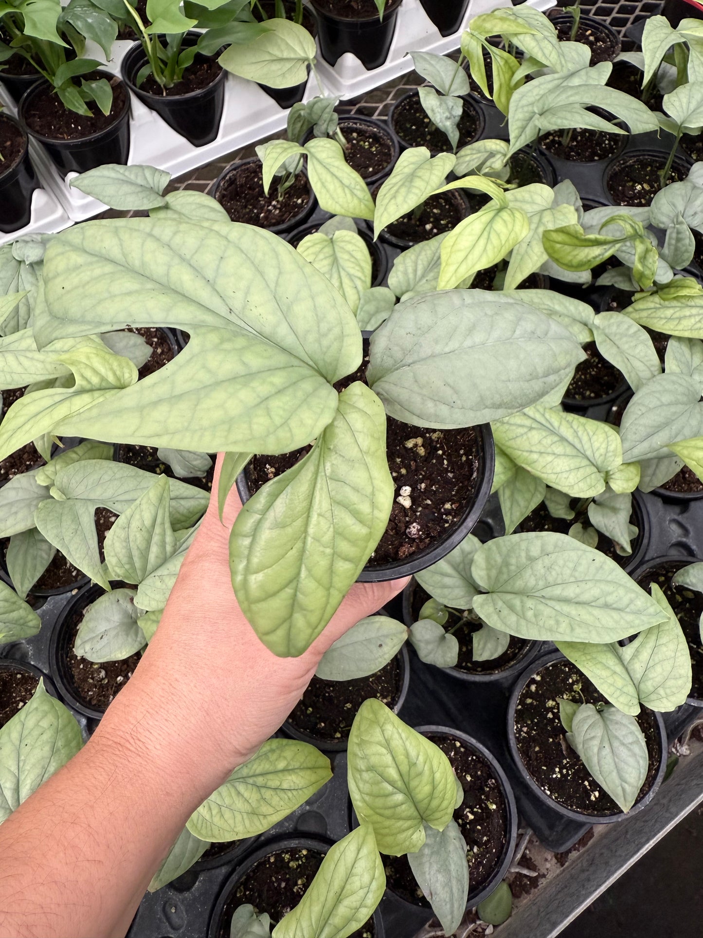 Amydrium moyen 'Argent'