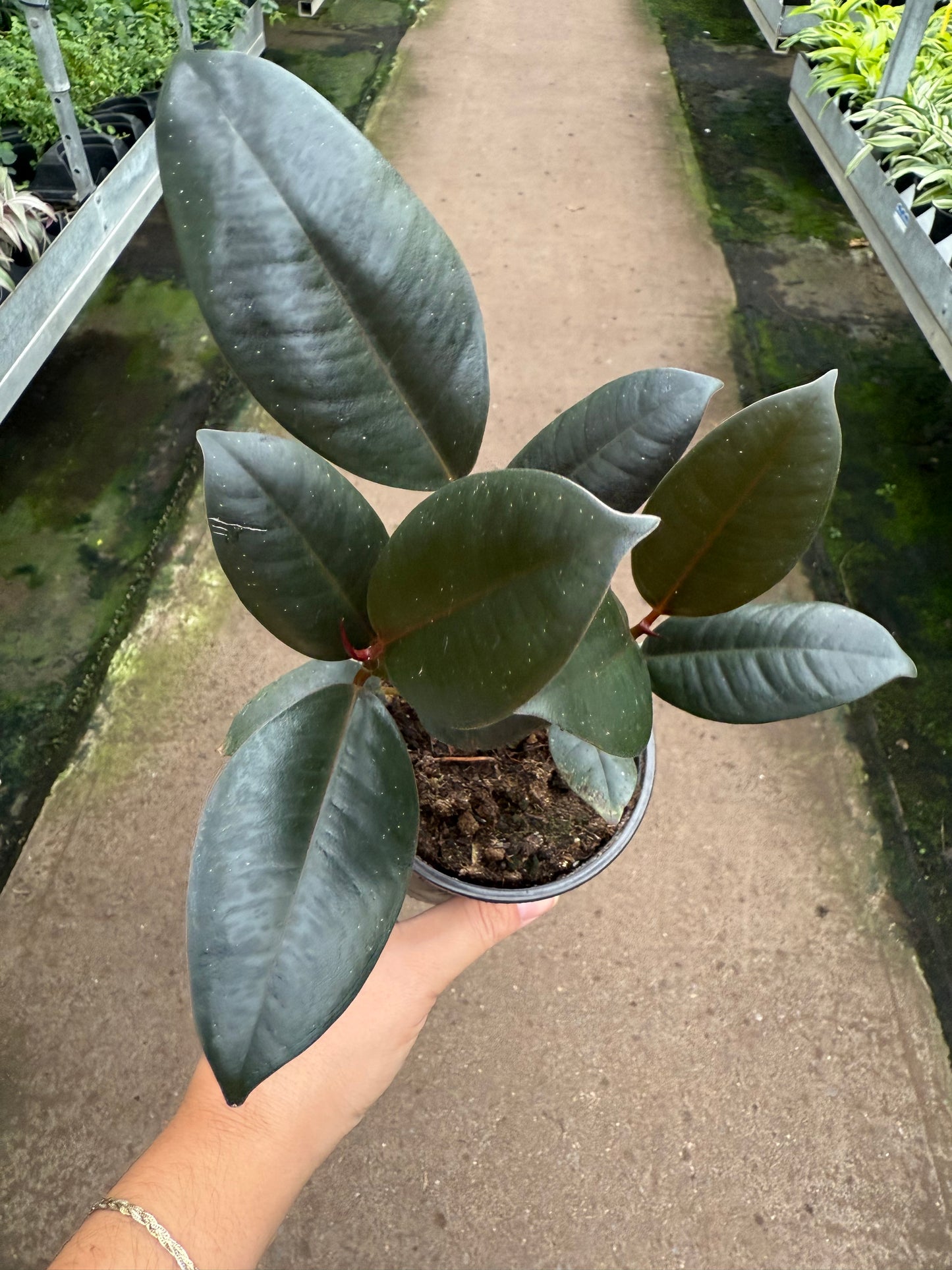 Ficus Elastica 'Burgundy'