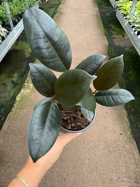 Ficus Elastica 'Burgundy'