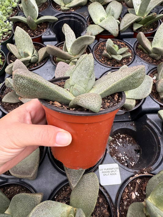 Pleiospilos nelii – Split Rock