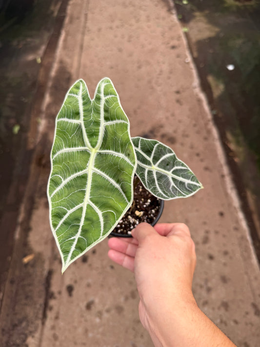 Alocasia ‘Watsoniana Big Type’