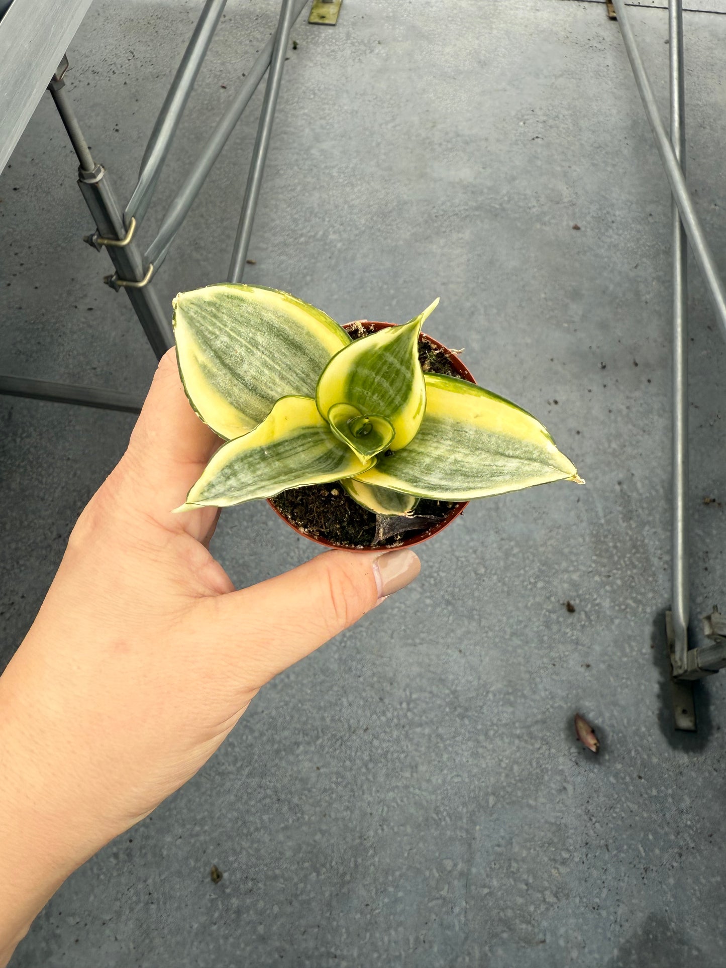 Sanseveria Golden Hahnii