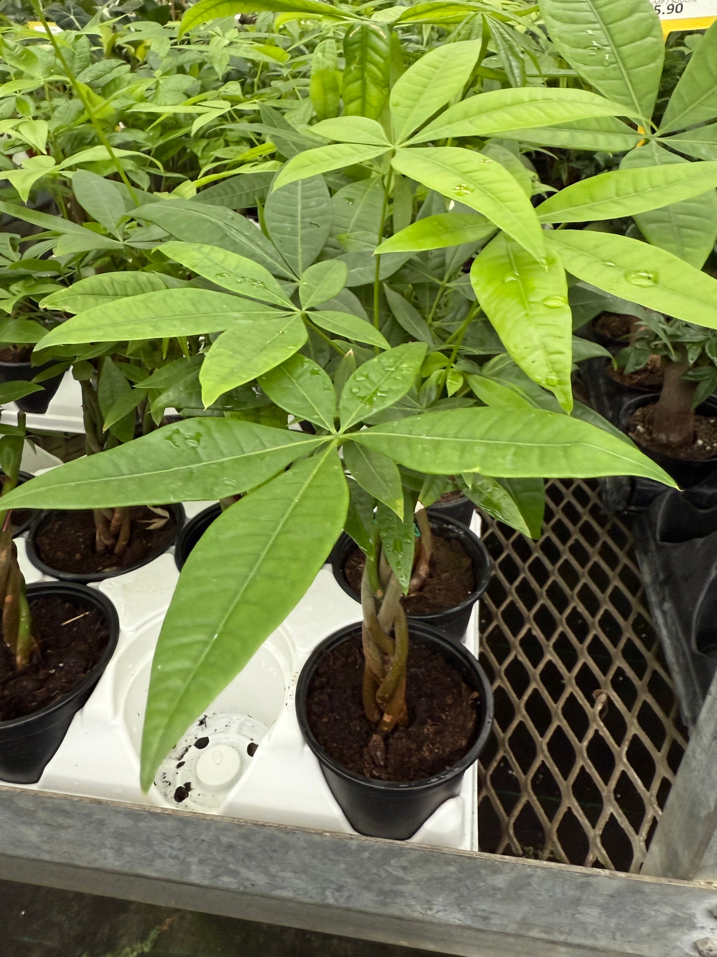 Pachira aquatica ‘Tressé’ – Money Tree Braid (Mini)