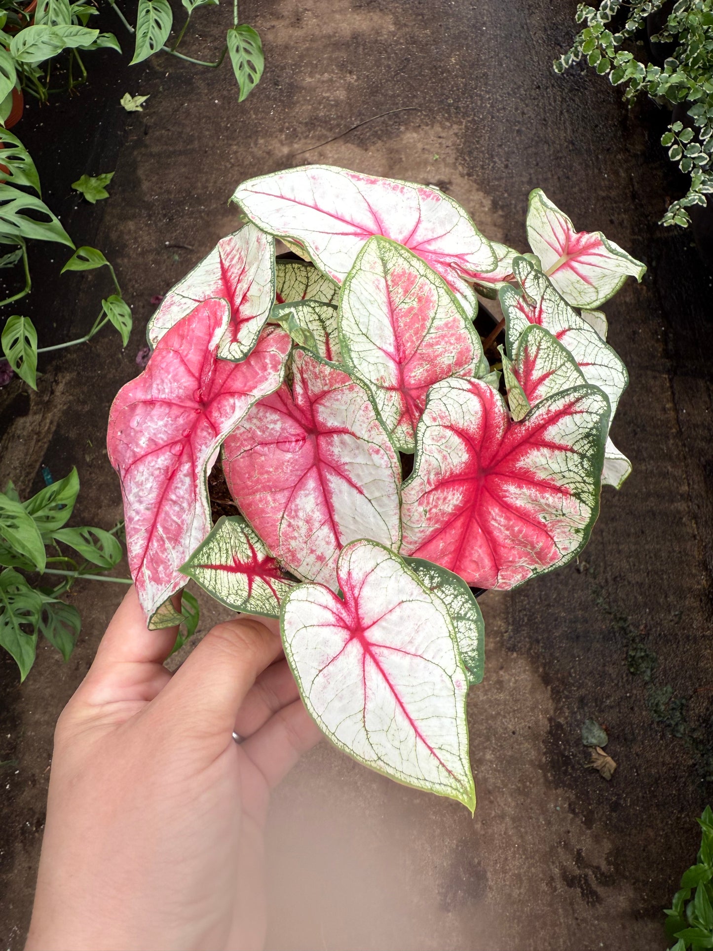 Caladium ‘Pink Beauty’