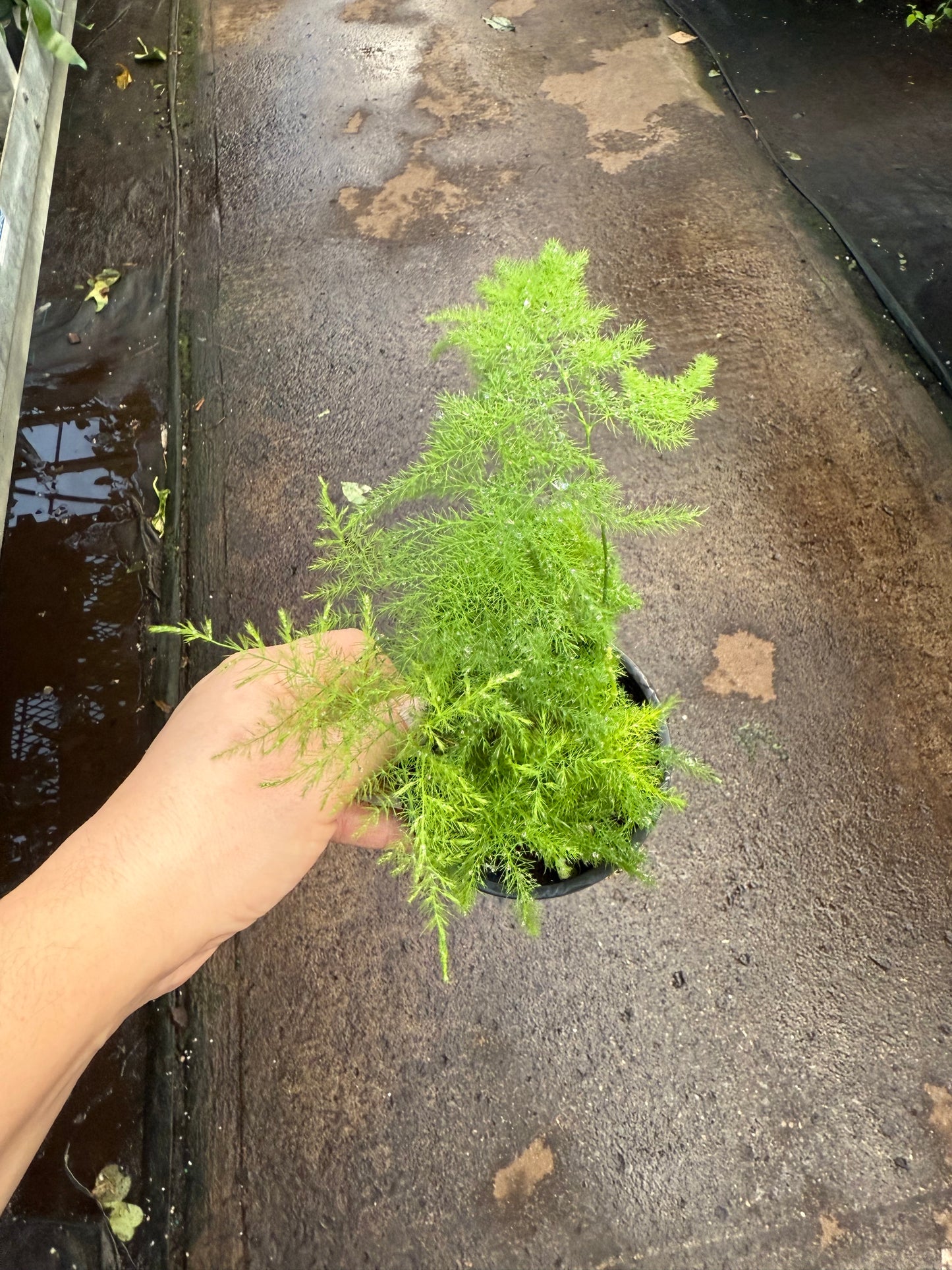 Asparagus Plumosa ‘Asparagus Fern’