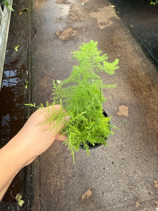 Asparagus Plumosa ‘Asparagus Fern’