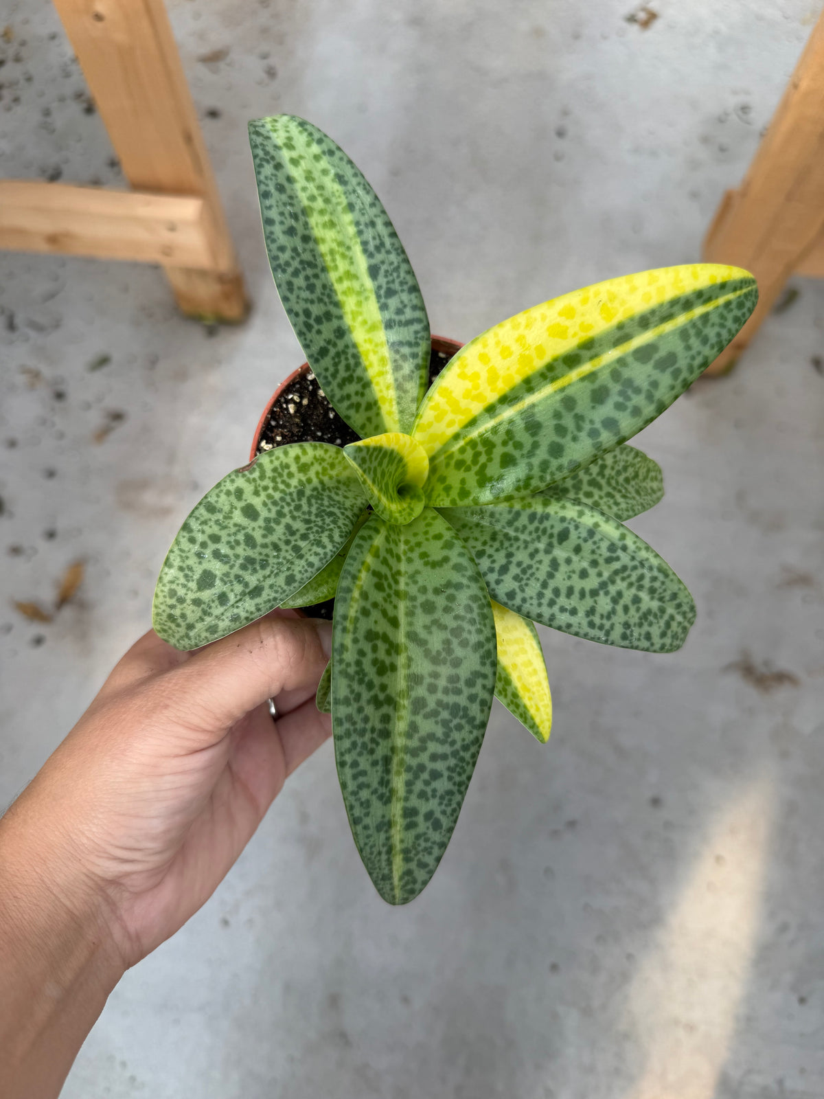 Resnova humifusa ‘Variegata’