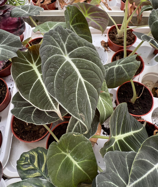 Alocasia Black Velvet