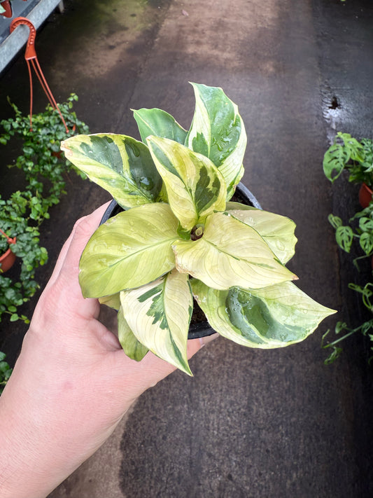 Calathea ‘Yellow Fushion’