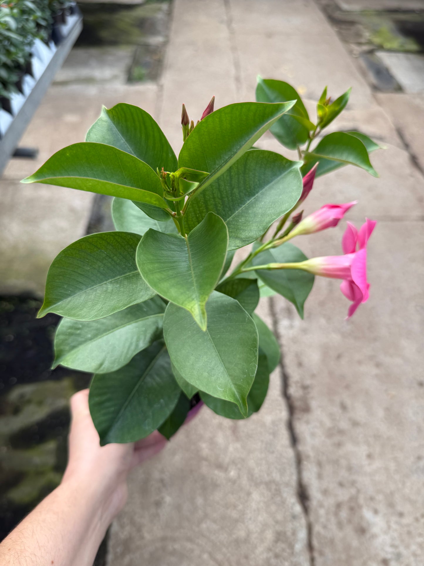 Dipladénia buisson