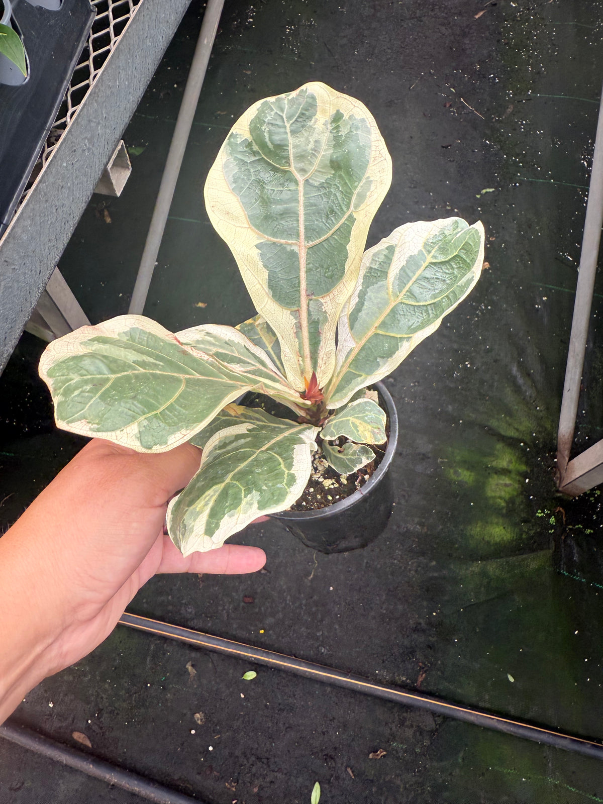 Ficus lyrata panaché