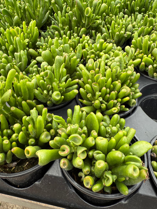 Crassula- Hobbit