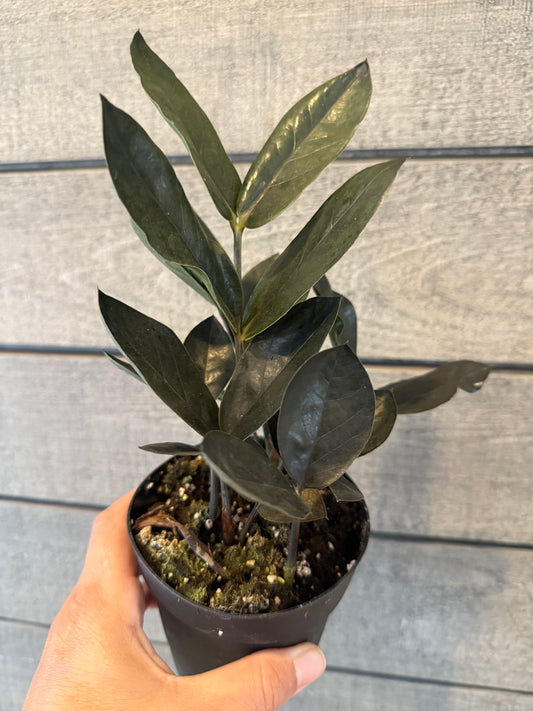 Zamioculcas Zamiifolia ‘Obscura’ (Black ZZ / ZZ Noir)