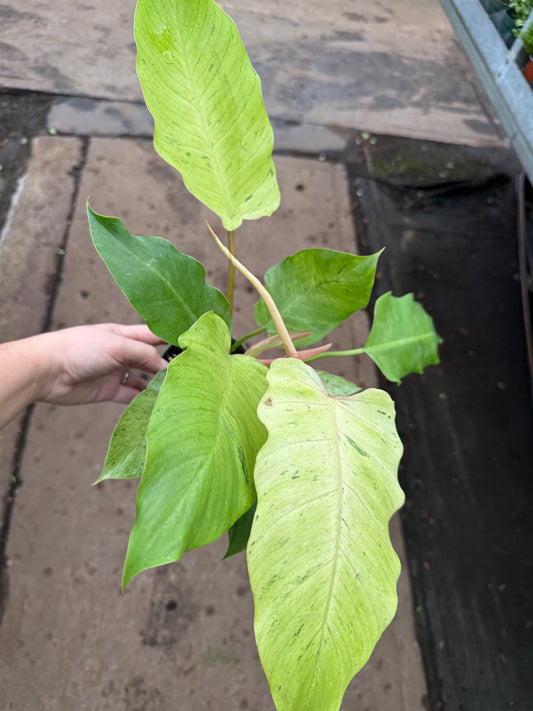 Philodendron ‘Snowdrift’