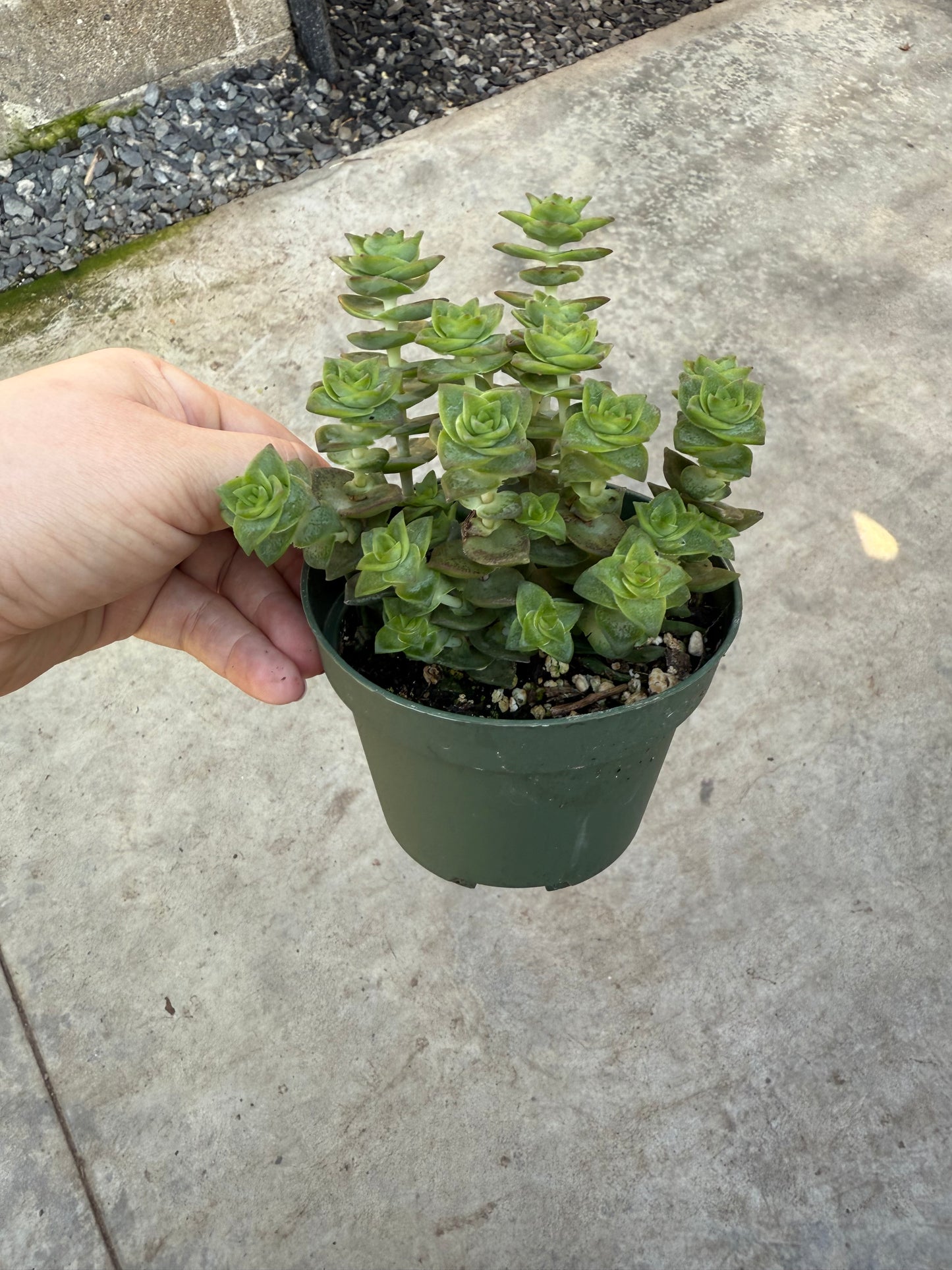 Crassula ‘String of Buttons’