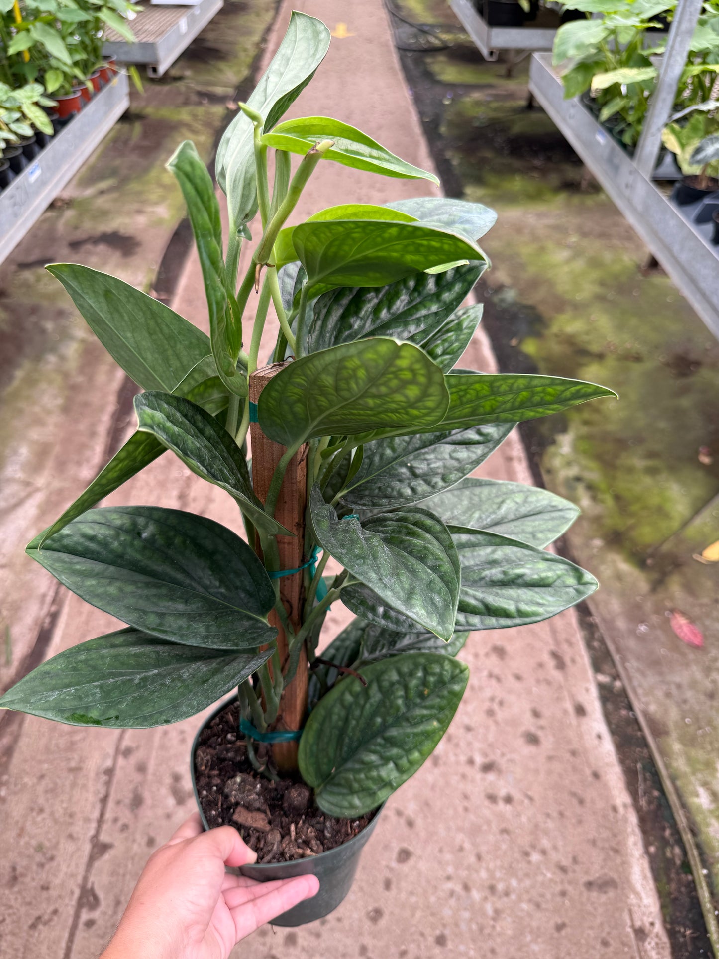 Monstera Peru