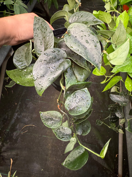 Scindapsus ‘Black Splash’