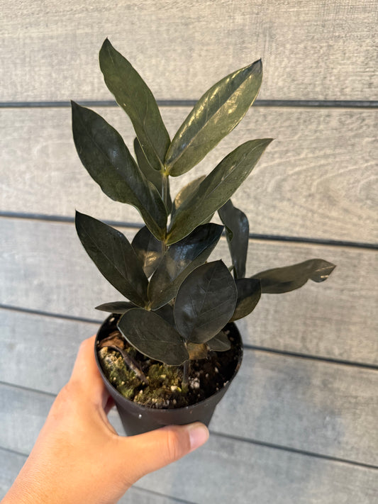 Zamioculcas Zamiifolia ‘Obscura’ (Black ZZ / ZZ Noir)