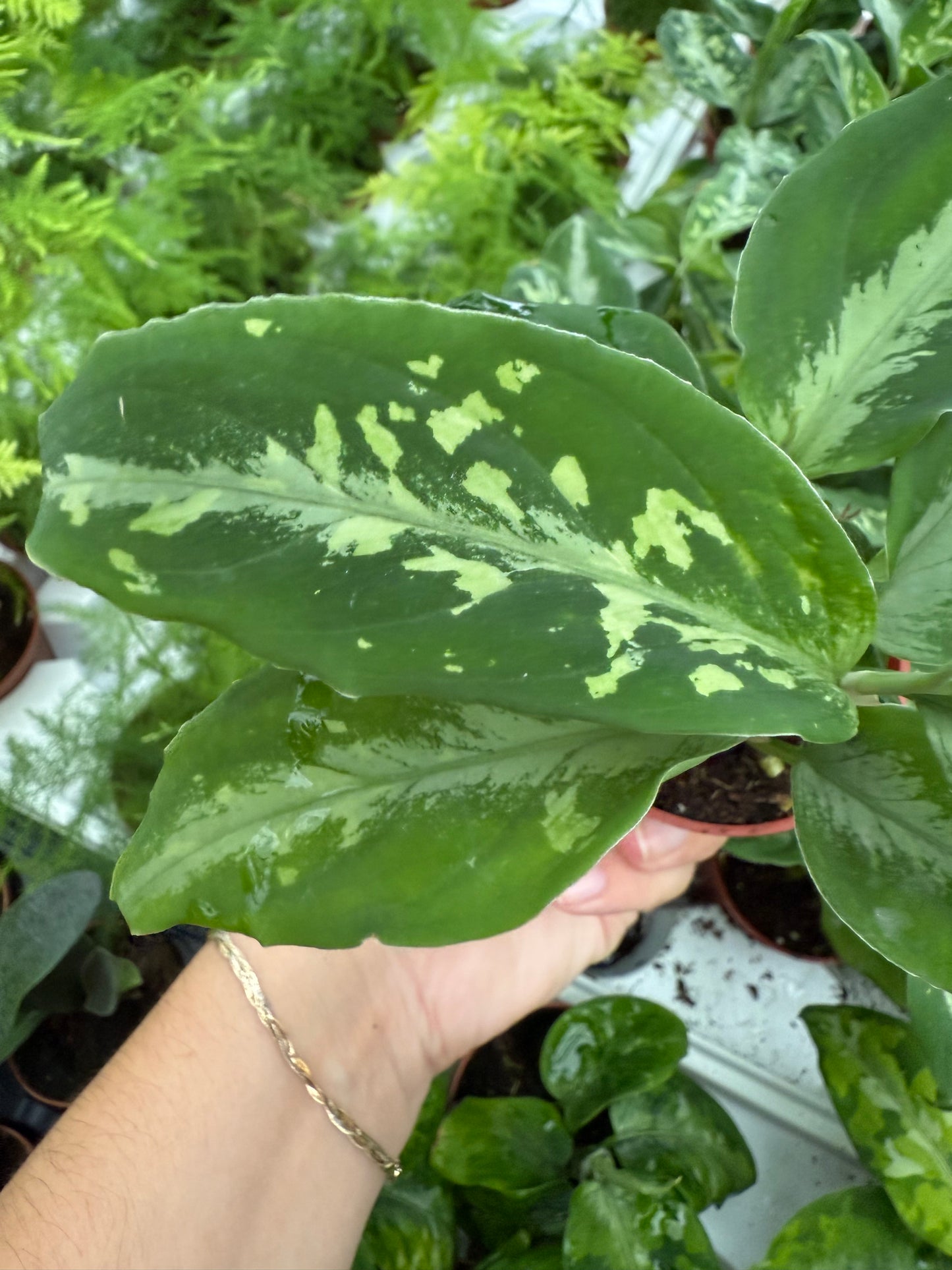 Aglaonema ‘Bi Color’