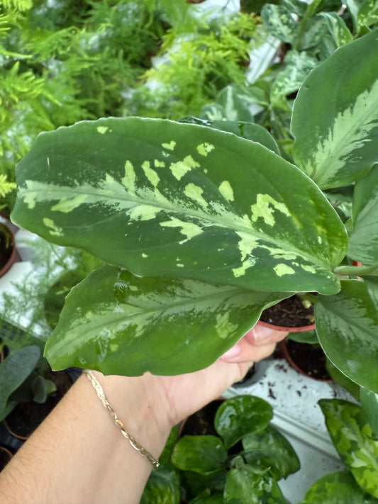 Aglaonema ‘Bi Color’