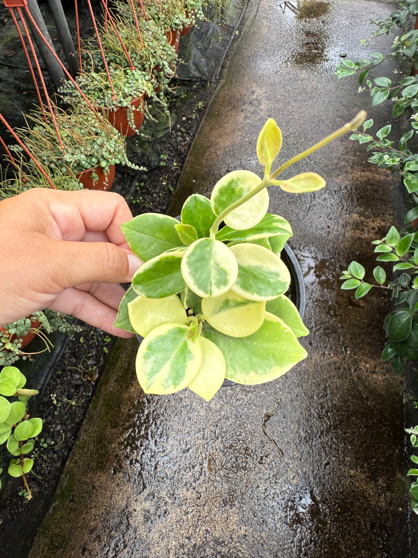 Hoya Australis Variegata