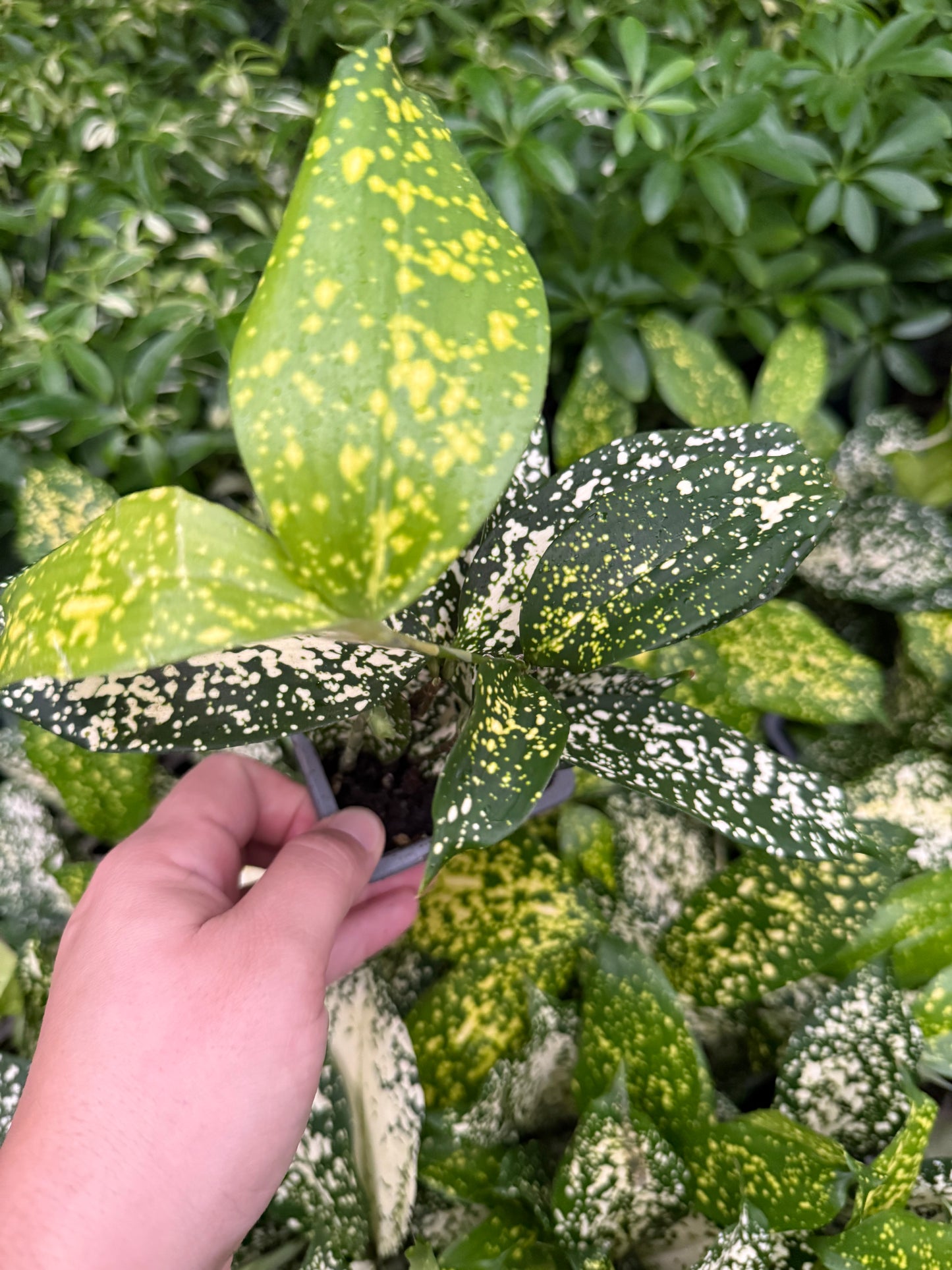 Dracaena ‘Florida Beauty’