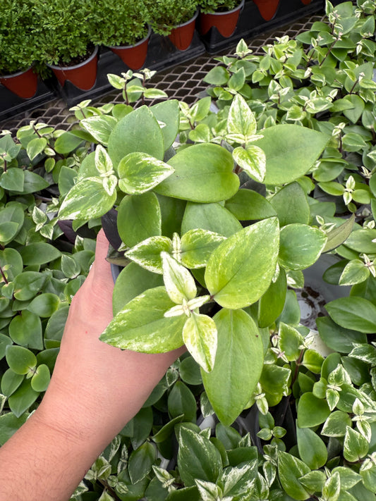 Aeschynanthus Variegata