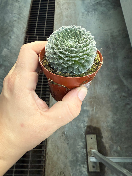 Sempervivum ‘Arctic White’