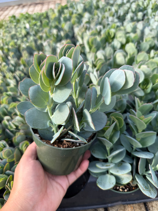 Kalanchoe marnieriana
"Marnier's kalanchoe"