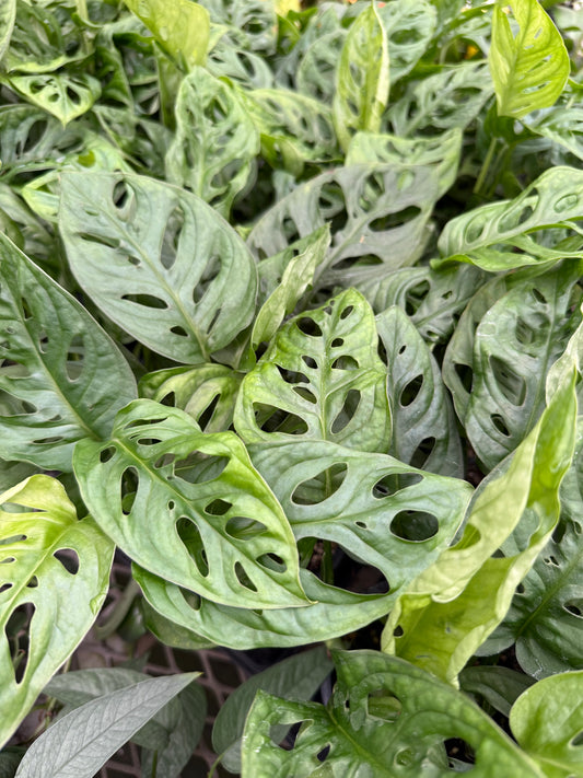 Monstera adansonii “Swiss Cheese Plant”