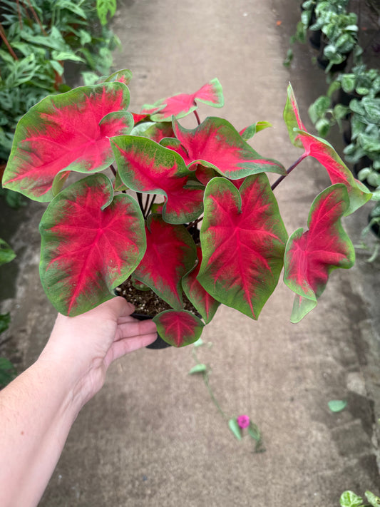 Caladium ‘Cherry Tart’