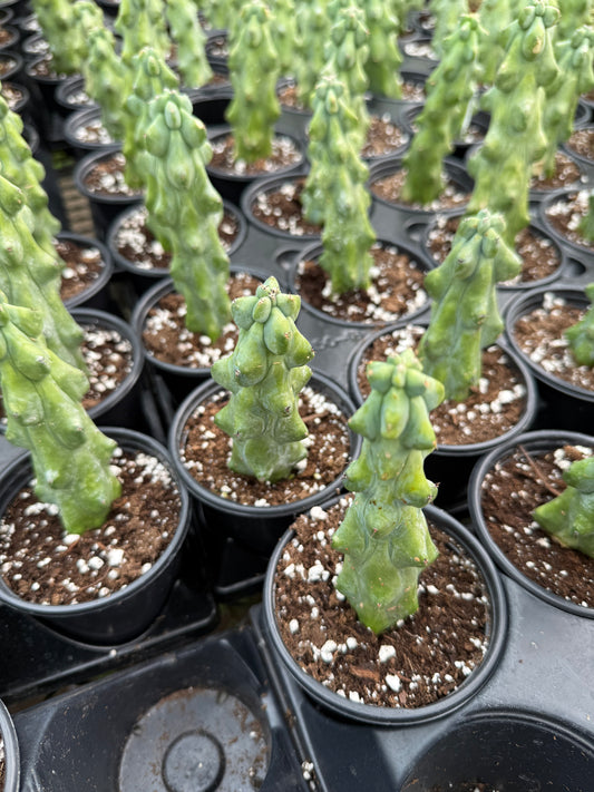 Myrtillocactus geometrizans- Boobie Cactus