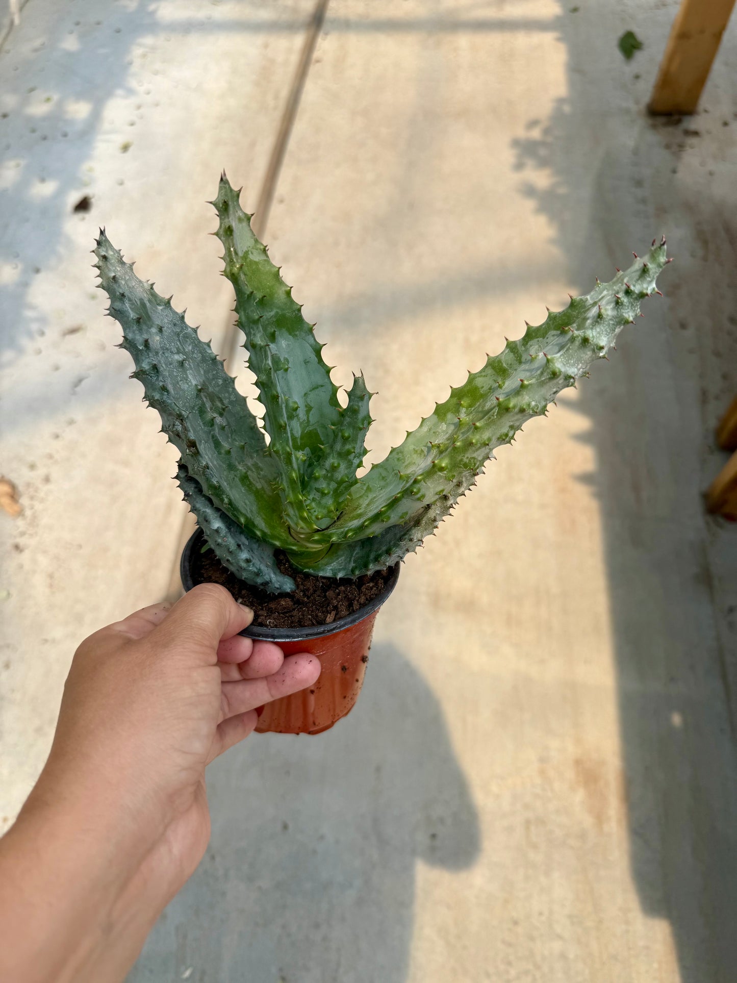 Aloe aculeata ‘White Thorn’