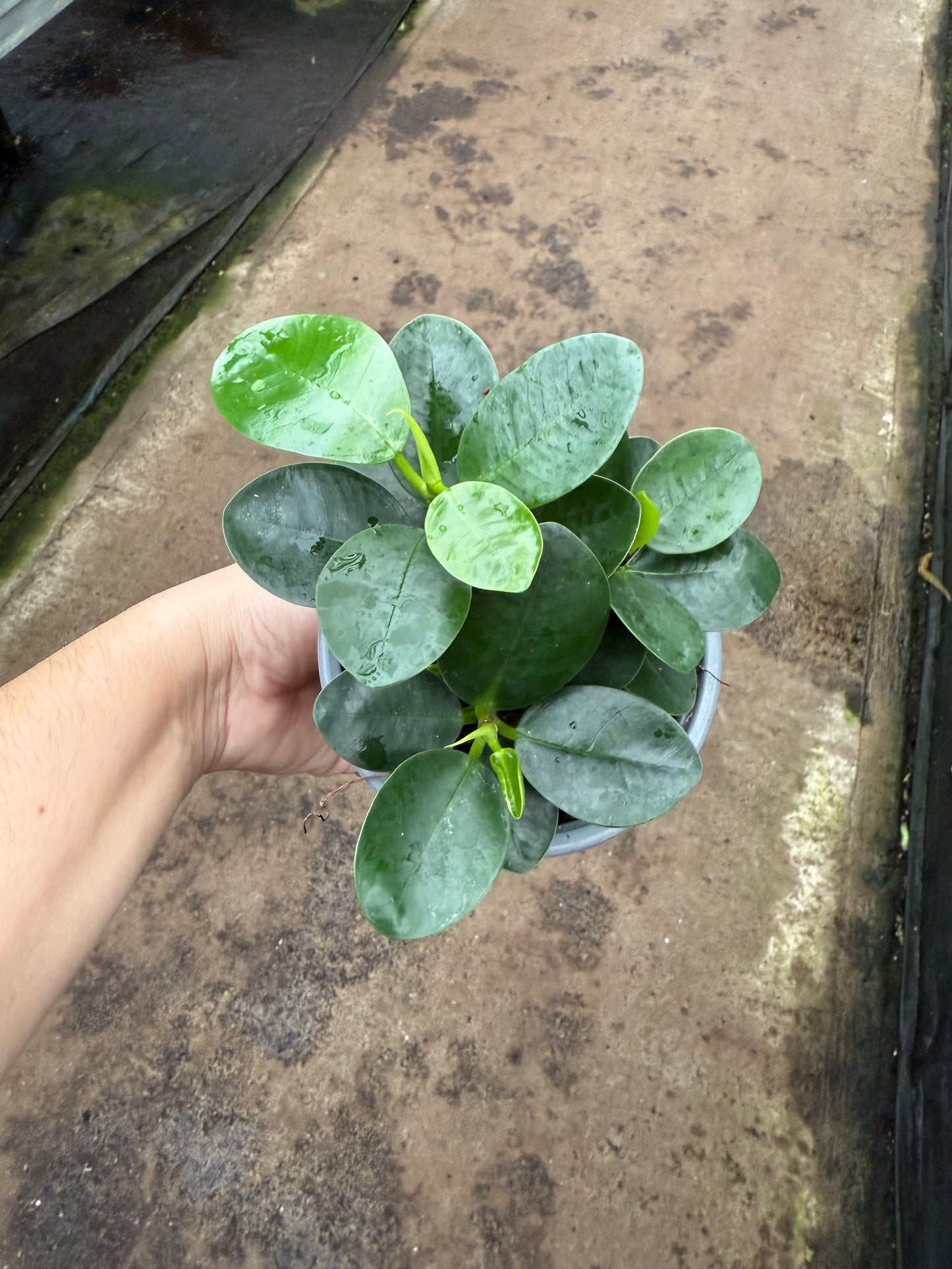 Ficus microcarpa ‘Green Island’