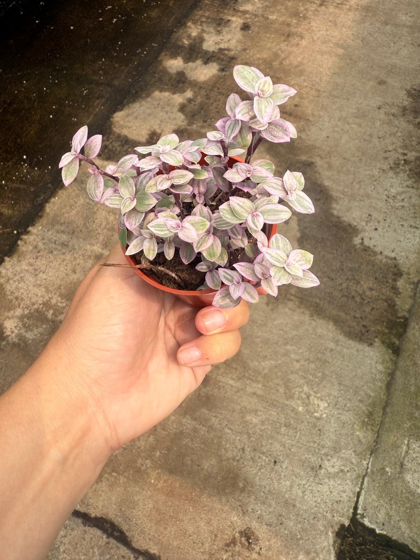 Callisia repens ‘Pink Lady’