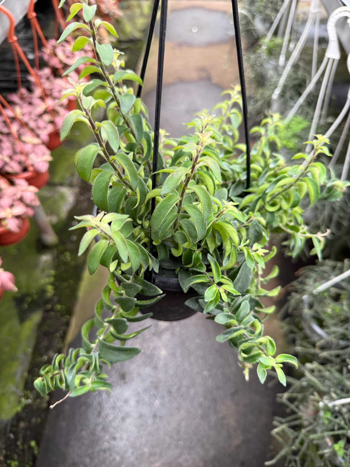 Columnea Twister