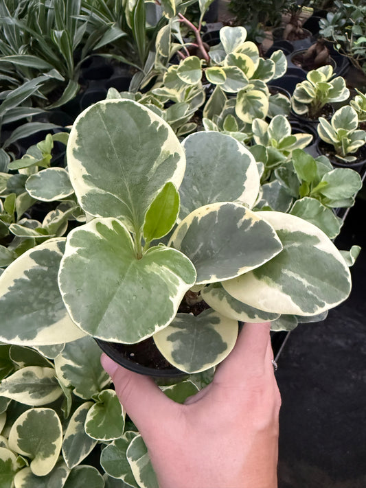Peperomia ‘Obtusifolia Variegated’