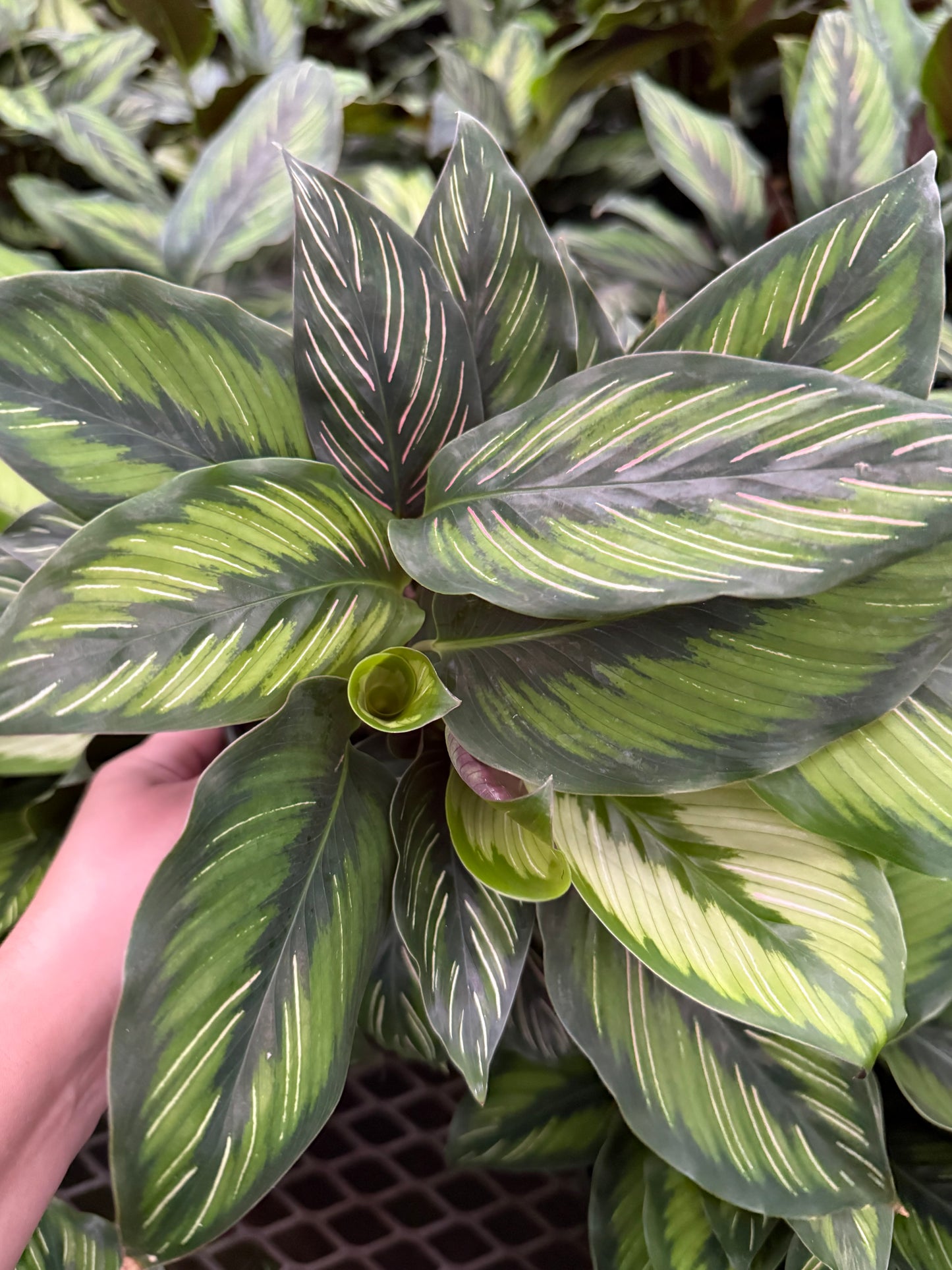 Calathea ‘Beauty Star’
