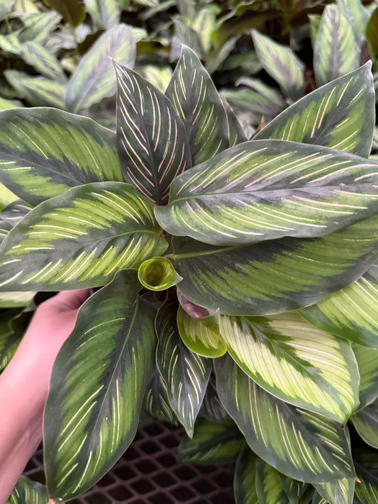 Calathea ‘Beauty Star’