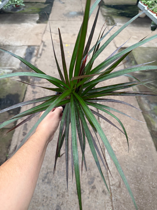 Dracaena Marginata ‘Magenta’