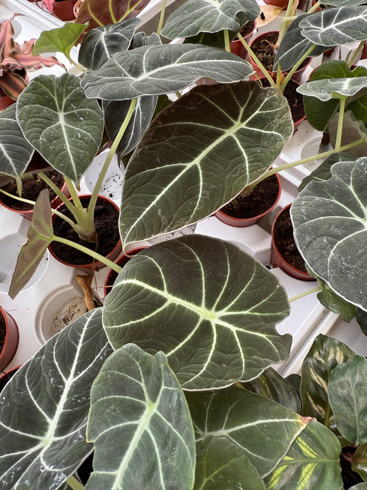 Alocasia Black Velvet
